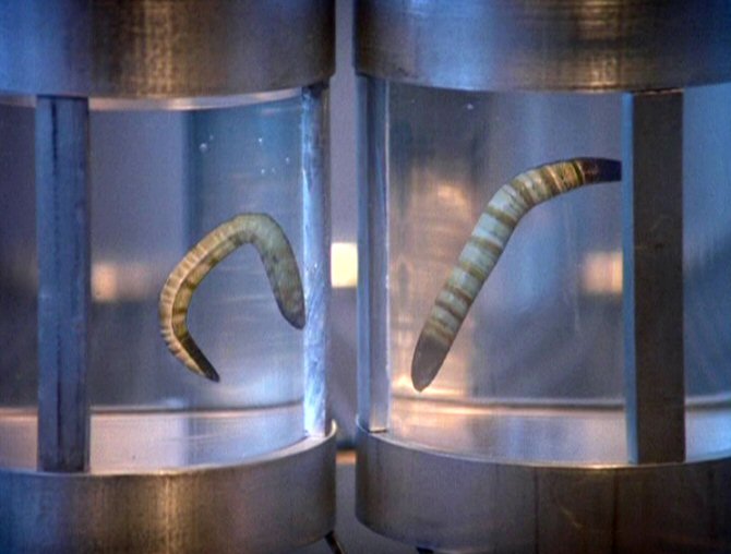 Scientists Brought Worms Frozen In Permafrost For 42,000 Years Back To