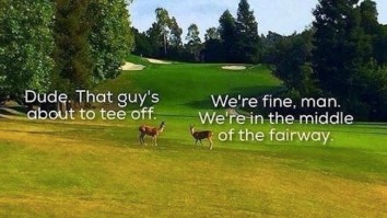 43 Of The Best Damn Photos On The Internet This Afternoon