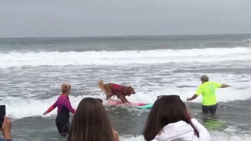 Here Are Some Pups Catching Gnarly Waves At The 2018 Dog Surfing World Championships
