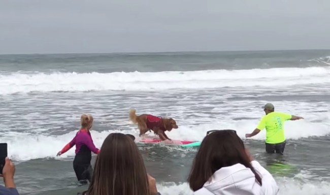 2018 Dog Surfing World Championships