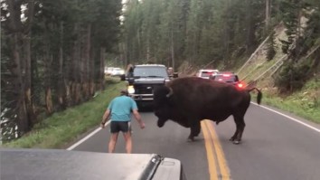 VIDEO: Man Arrested For Taunting A Bison At Yellowstone, His Third Disturbance At The Park This Week