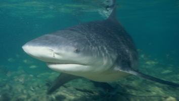 Nudist Beach Body Surfer Survives Vicious Shark Attack By Headbutting And Punching The Beast