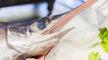 Anglers Land MASSIVE 558-Pound Swordfish And Break Southeast US Tournament Record