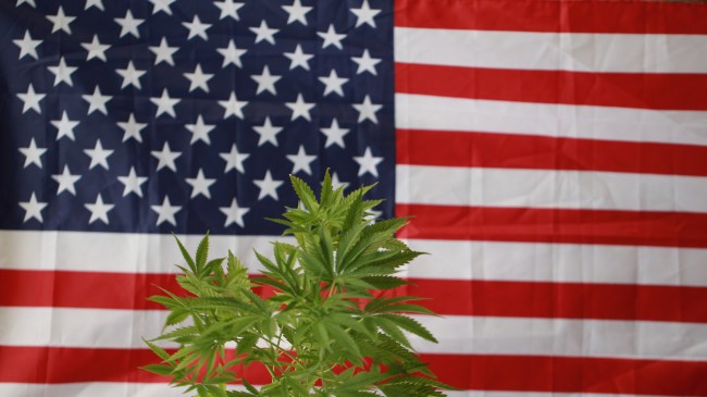 cannabis marijuana American flag