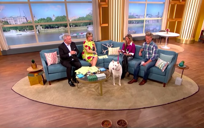 dog turned vegetarian