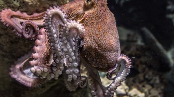 Scientists Made An Amazing Discovery After Giving Octopuses MDMA In A Study That Needed More Glow Sticks