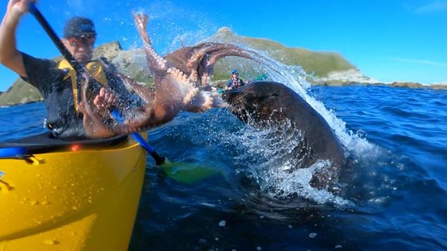seal throws octopus at kayaker