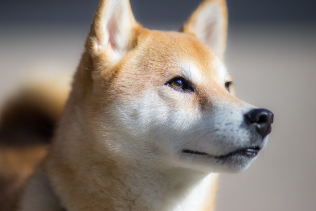dogecoin surges in value