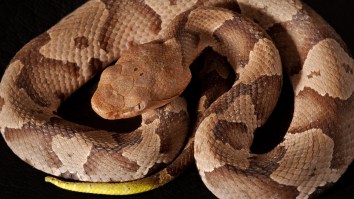 It’s Time To Build A Border Wall Around Virginia After A Two-Headed Snake Was Found In Someone’s Yard