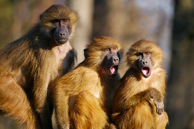 shocked monkeys