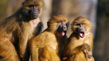 Group Of Monkeys Attack Medical Official, Steal Coronavirus Blood Samples In India