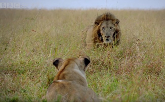 Dynasties BBC Earth Sir David Attenborough Lions