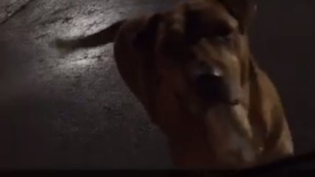 ‘Gold-Digging’ Dog Pretended To Be Stray To Scam People Out of McDonald’s Burgers