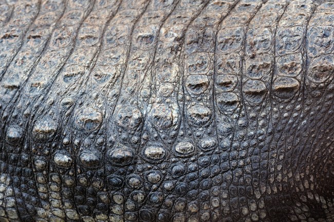 Crocodile skin texture background