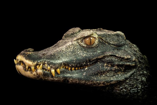 Head of a crocodile (Paleosuchus palpebrosus). Dwarf Caiman.