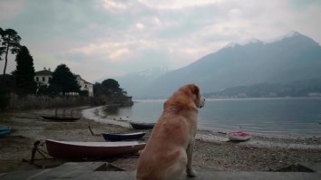 The First Trailer For ‘Dogs’ On Netflix Is Out And Dog People Are Going To Lose Their Minds For This Show