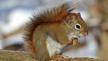 Woman Delays Frontier Flight For 2 Hours Because She Was Hell-Bent On Flying With Her Emotional Support Squirrel