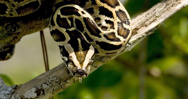 17-Foot Burmese Python Caught Florida