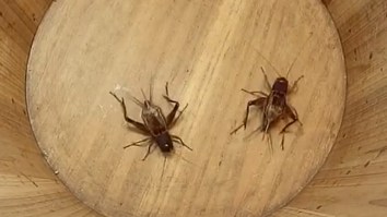 Illegal Cricket Fighting Is Such A Huge Deal That A Bug Won $20,000 For ONE Fight