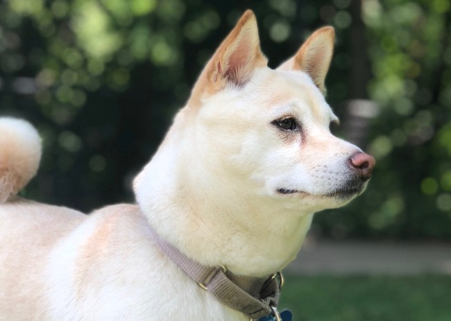 study says dogs not exceptional