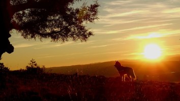 New York Dog Found In Florida After He Disappeared 18 Months Ago Is The Saddest, Happiest Story You’ll Read Today
