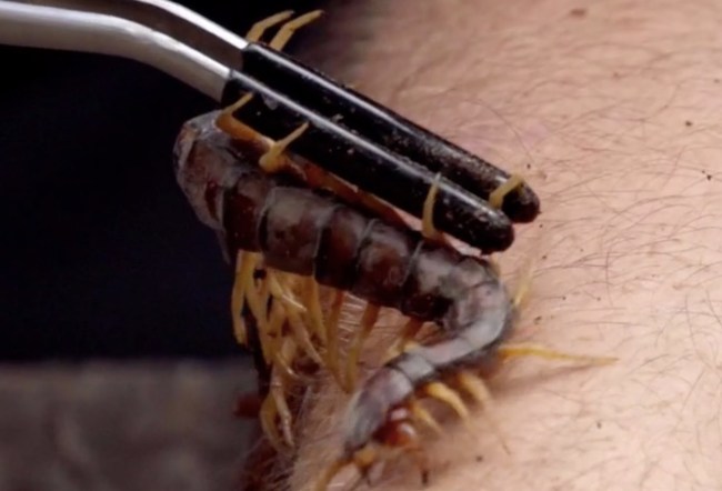 Kings of Pain Centipede Bite History