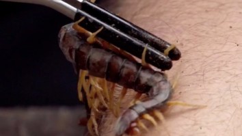 The ‘Kings Of Pain’ Test The Human Body’s Extreme Limits And Take Torturous Bites From A Python And Giant Asian Centipede