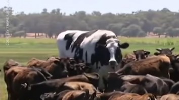 Stop What Your Doing And Look At The Biggest Damn Cow On The Planet