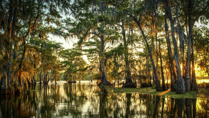the swampy bayous of Louisiana