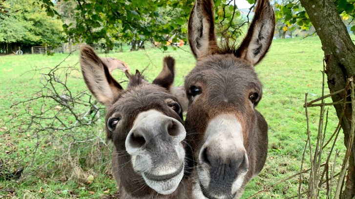 two mules in a field