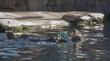 Aquarium Forced To Apologize For Calling A Sea Otter ‘Thicc’ Because The Internet Was Outraged Is Peak 2018