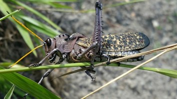 Story Of Man Unleashing Accidental Cricket Invasion In His House Is A Nightmare Scenario For Lizard Owners