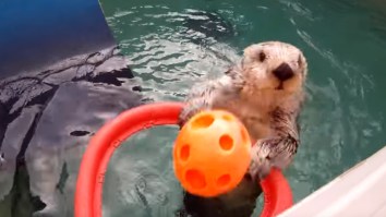 Eddie The Otter, Known For Dunking And Self-Pleasuring, Dies At Age 20