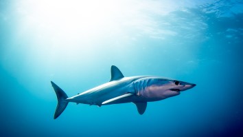 Spearfisherman Escapes Shark Attack By Stabbing It With His Diver’s Knife While His Friend Pulled Its Tail