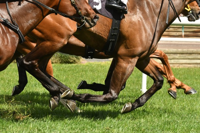 Horse racing action, hooves, legs and grass