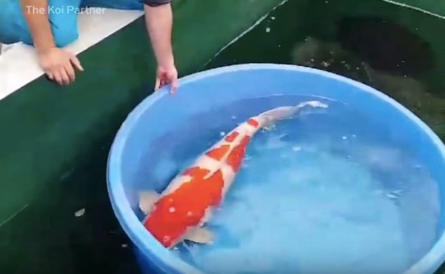 why koi fish are so expensive