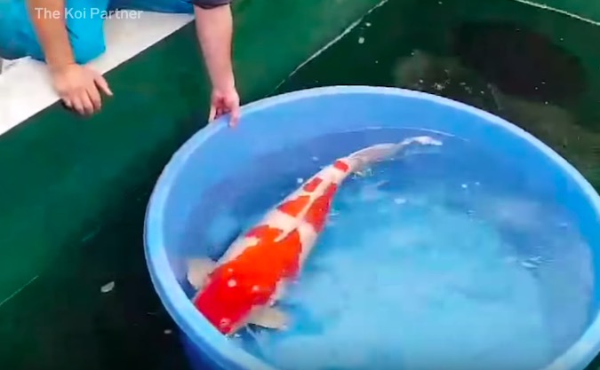 Here's Why This Koi Fish That Looks Like An Overgrown Gold Fish Is
