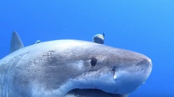 Great White Shark That’s 8-Feet WIDE Spotted In Hawaii And Looks Like A Damn Submarine