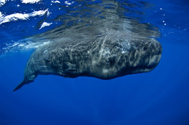 A giant sperm whale surfaces to breath.