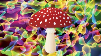 Top Neuroscientist Is Very Optimistic Magic Mushrooms And MDMA Will Become Approved Treatments
