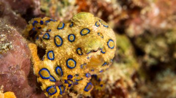 Tourist In Bali Unknowingly Holds Deadly Blue-Ringed Octopus With Enough Venom To Kill 26 Humans