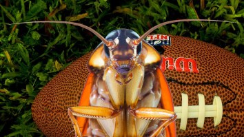 Some $500-Plus A Night SB LIII Hotel Rooms Are Beyond Disgusting With Roaches, Toenail Clippings And Even A Peephole