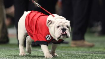 PETA’s Latest Target Is College Teams That Use Live Animals For Mascots And They Kind Of Have A Point