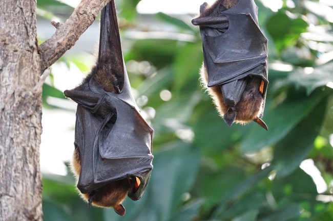 Humans Are Now At Risk Of Contracting Bat Flu As If The Zombie