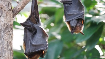 Humans Are Now At Risk Of Contracting Bat Flu As If The Zombie Deer Virus Wasn’t Bad Enough