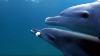 Dolphins Getting High Off Pufferfish Goes Viral – See Video Of Dolphins Stoned From Toxins