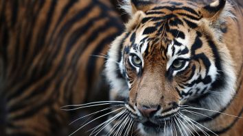 New Sumatran Tiger Brought To London Zoo To Mate But Killed The Other Tiger Instead Of Having Sex In First Meeting