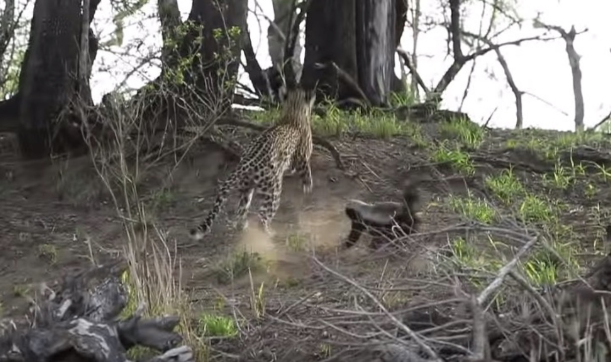 Honey Badger Mama Goes Totally Insane On A Leopard Trying To Eat Her Baby Because Honey Badger DGAF Y'ALL - BroBible
