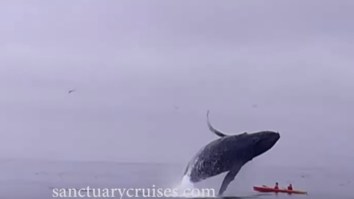 Kayaker Nearly Crushed To Pieces By A Jumping Humpback Whale Shares Details About The Insane Moment