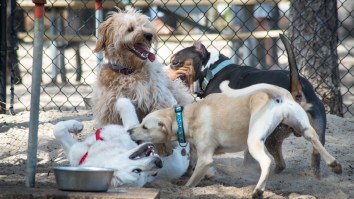 No Human Alive Is Worse Than This Woman Who Called The Police On A Dog After It Humped Her Dog